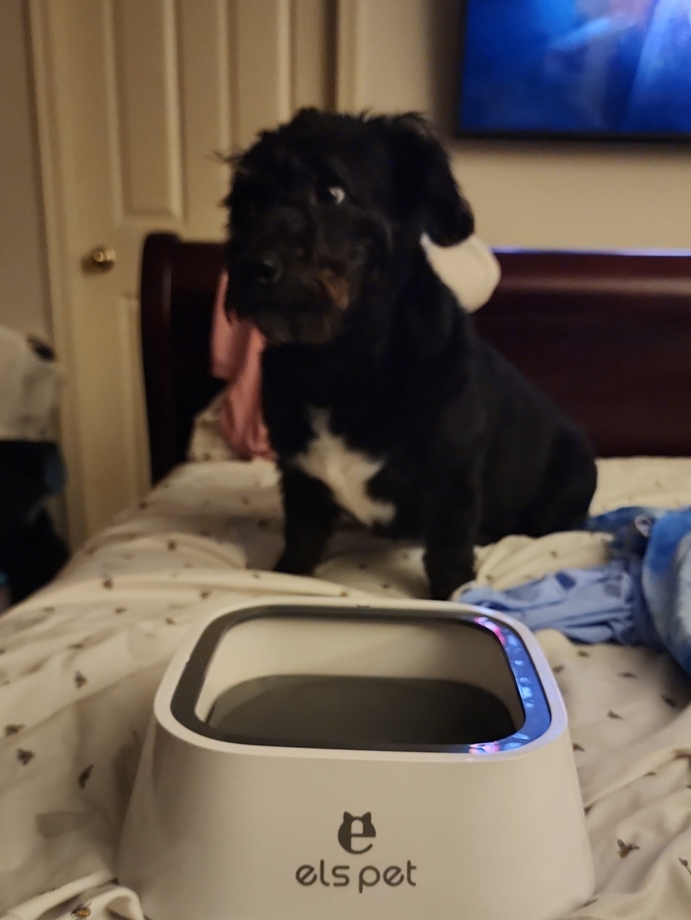 White and Gray Pet Water Bowl